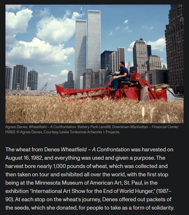 "The wheat from Denes Wheatfield – A Confrontation was harvested on August 16, 1982, and everything was used and given a purpose. The harvest bore nearly 1,000 pounds of wheat, which was collected and then taken on tour and exhibited all over the world, with the first stop being at the Minnesota Museum of American Art, St. Paul, in the exhibition “International Art Show for the End of World Hunger,” (1987–90). At each stop on the wheat’s journey, Denes offered out packets of the seeds, which she donated, for people to take as a form of solidarity."