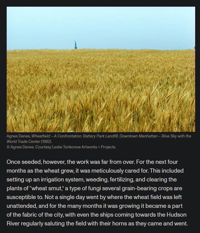 "Once seeded, however, the work was far from over. For the next four months as the wheat grew, it was meticulously cared for. This included setting up an irrigation system, weeding, fertilizing, and clearing the plants of “wheat smut,” a type of fungi several grain-bearing crops are susceptible to. Not a single day went by where the wheat field was left unattended, and for the many months it was growing it became a part of the fabric of the city, with even the ships coming towards the Hudson River regularly saluting the field with their horns as they came and went."