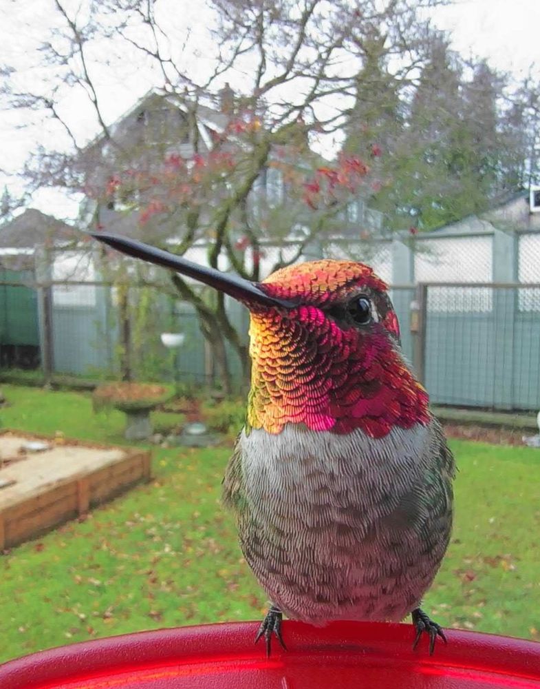 Adult male Anna's hummingbird perched on a red bird feeder. His head is covered with iridescent red feathers, his chest is gray, and his black feet grip the perch. A tree with most of its leaves off and green grass in the nackground. 