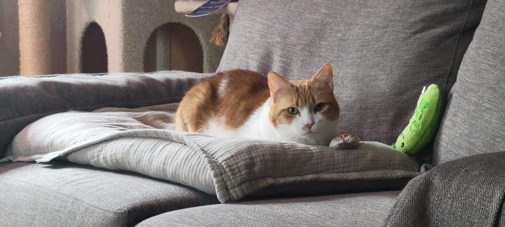 Orange and white cat on gray sofa and pillow. Cat toys visible. 