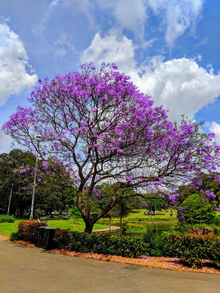 A beautiful purple jacaranda tree in full bloom, featuring lovely lush greenery in the background and no snow whatsoever, goddammit 