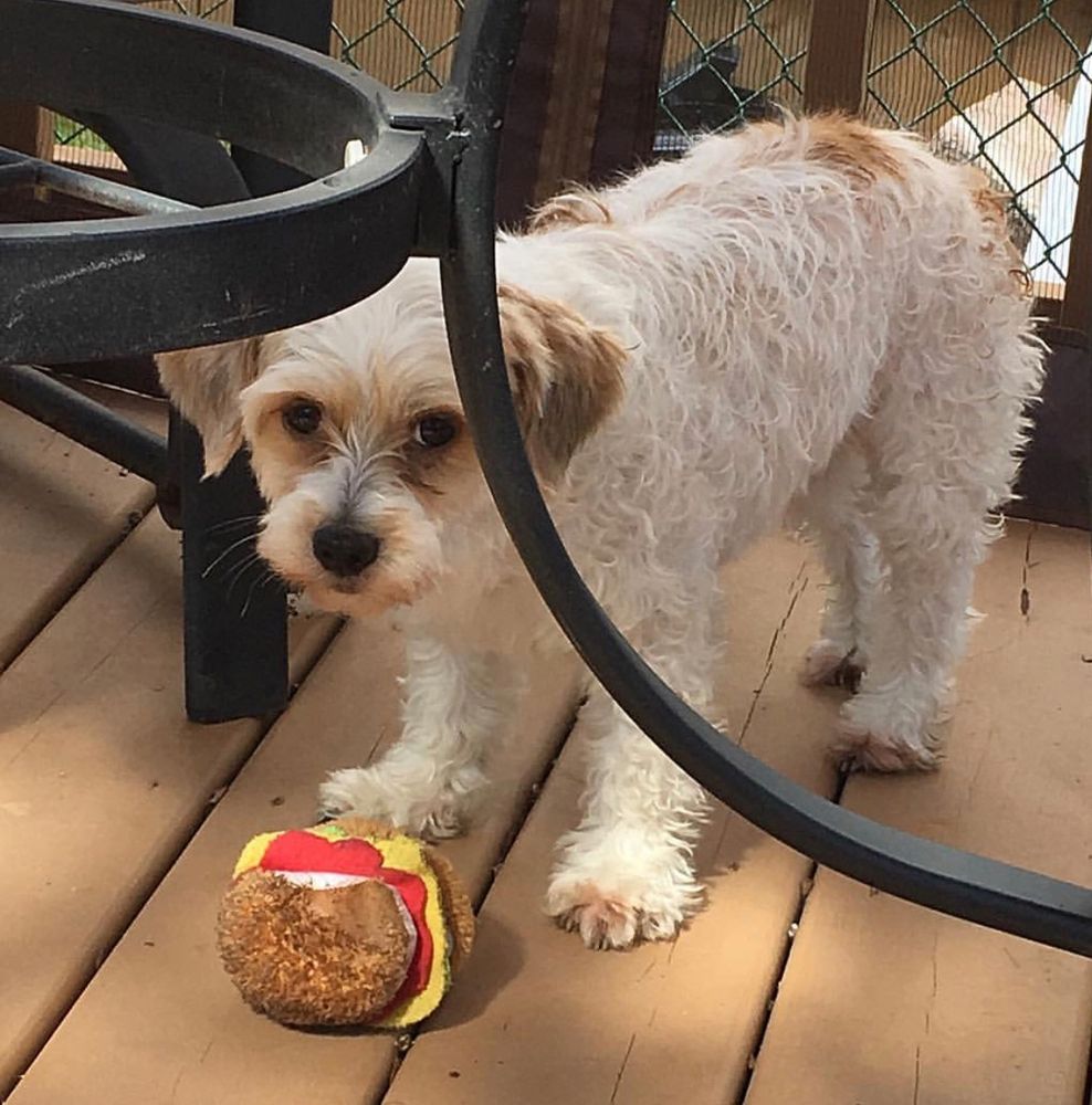 Happy third birthday to the most loyal, loving, and amazing dog a person could ask for! You bring so much joy and happiness into my life,and I am grateful to have you by my side.Here’s to many more years of adventures and love !🧡
