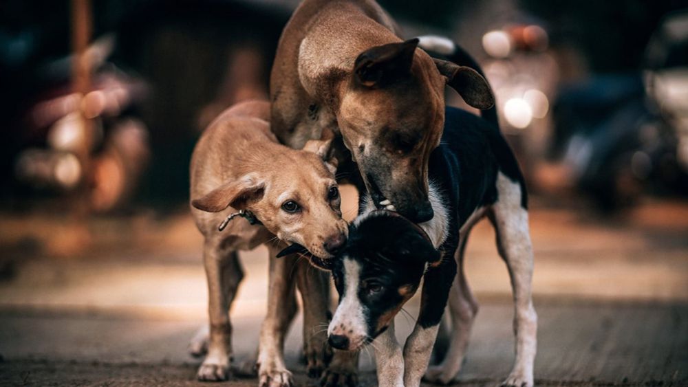 Türkei will Straßenhunde töten