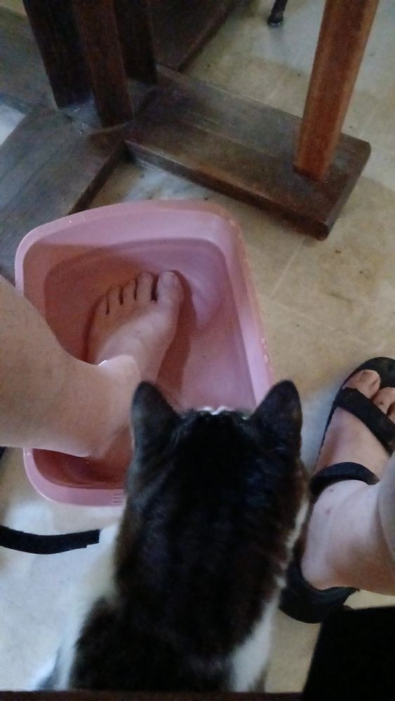 Laszlo the cat  peers at my left foot is soaking in water and a pink tub