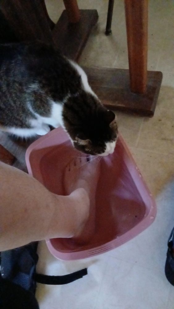 Laszlo the cat drinks from my foot water