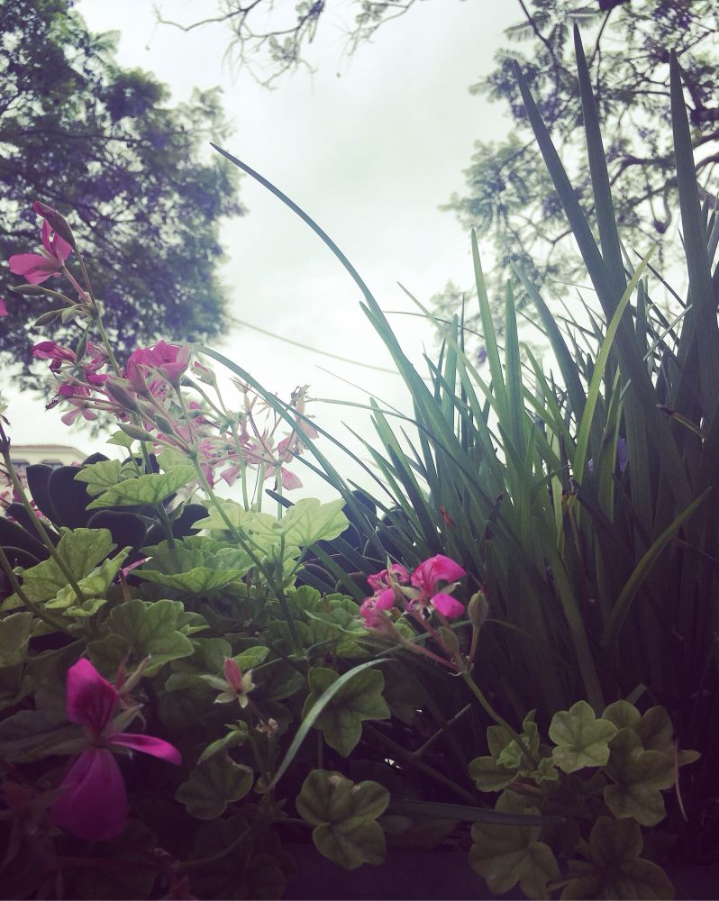 Fuchsia flowers amid the greenery, in Marina del Rey 2019