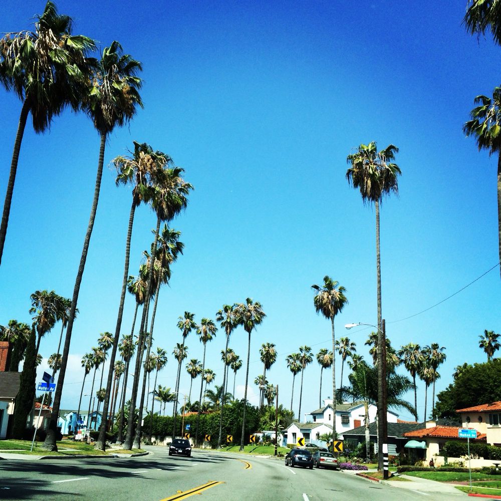 Palm trees lining Angeles Vista blvd, bright blue sky backdrop, 2015