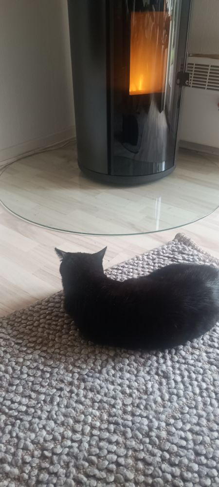 Unser Kater Mikkel hat es sich auf dem Teppich vor dem Kamin gemütlich gemacht und beobachtet die Flamen.