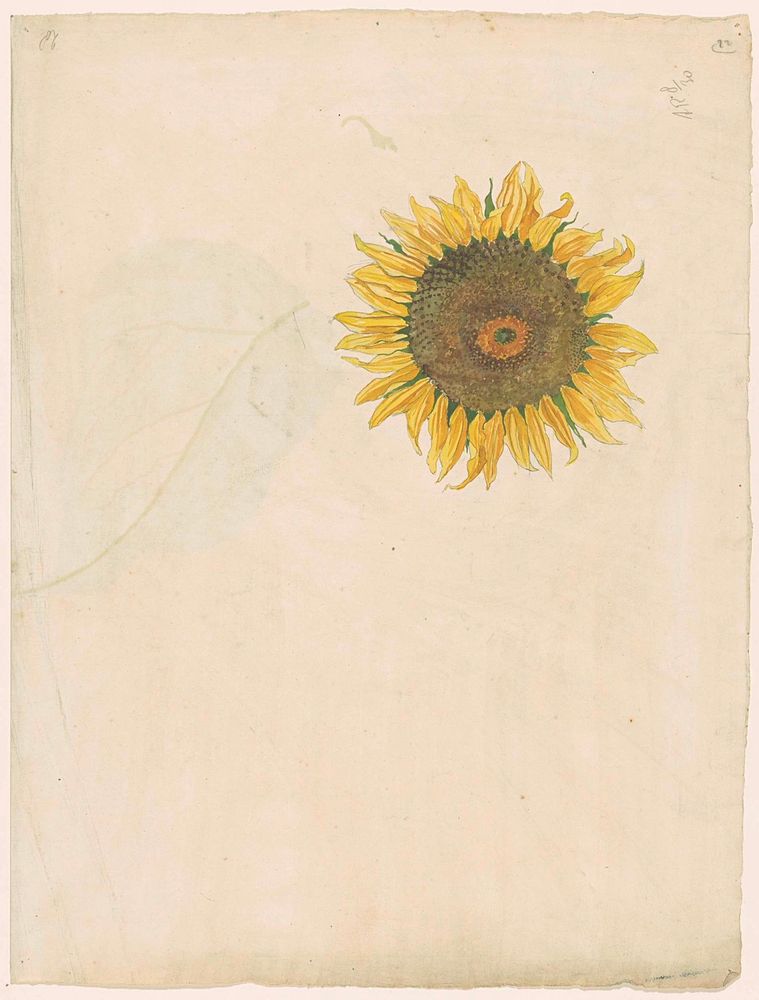 a drawing of a single sunflower, stemless, in the upper right corner of an otherwise blank sheet of paper