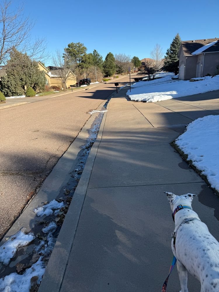 A point of view shot of my white dog with black spots walking down a sidewalk of a neighborhood. There is still some patchy snow on roofs and lawns. 