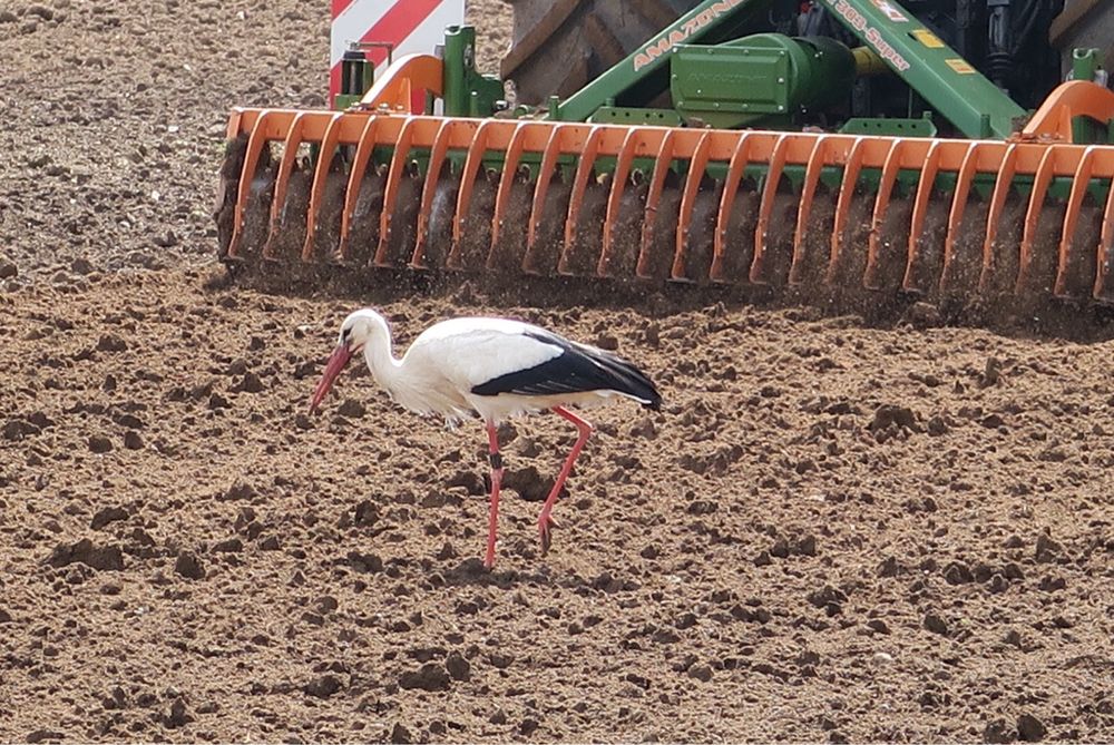 As a power harrow rumbles through the soil, an eager stork picks up tasty tidbits - the happy result of all that soil massaging!