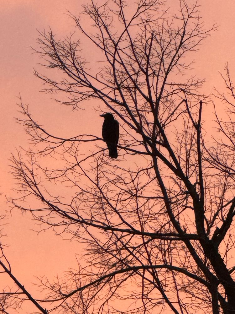 A crow on a tree silhouetted against the pink morning sky.
