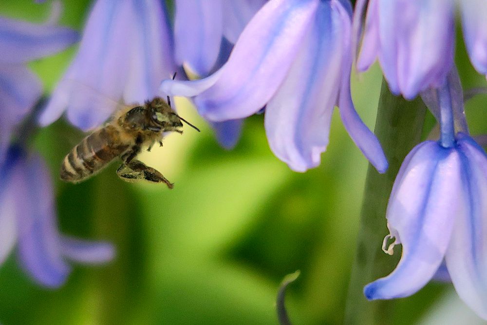 A bee inspecting bluebells.