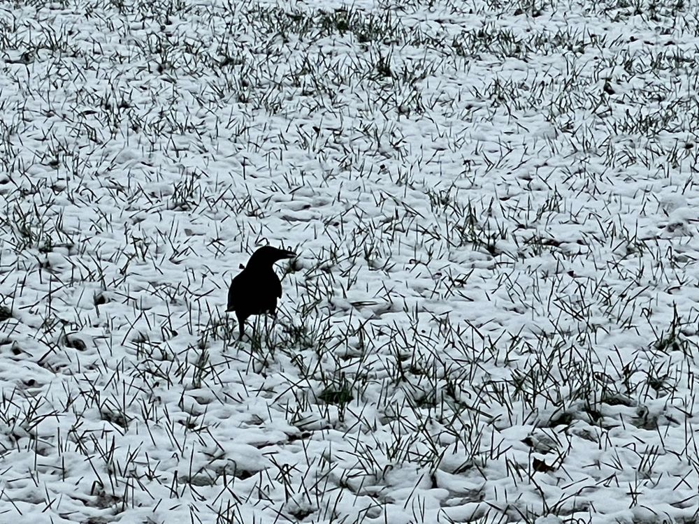 Crow in the snow.