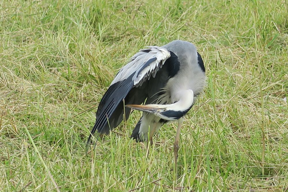 Heron in an alarmingly flexible position to get to its wingpit. It's standing in a green field.