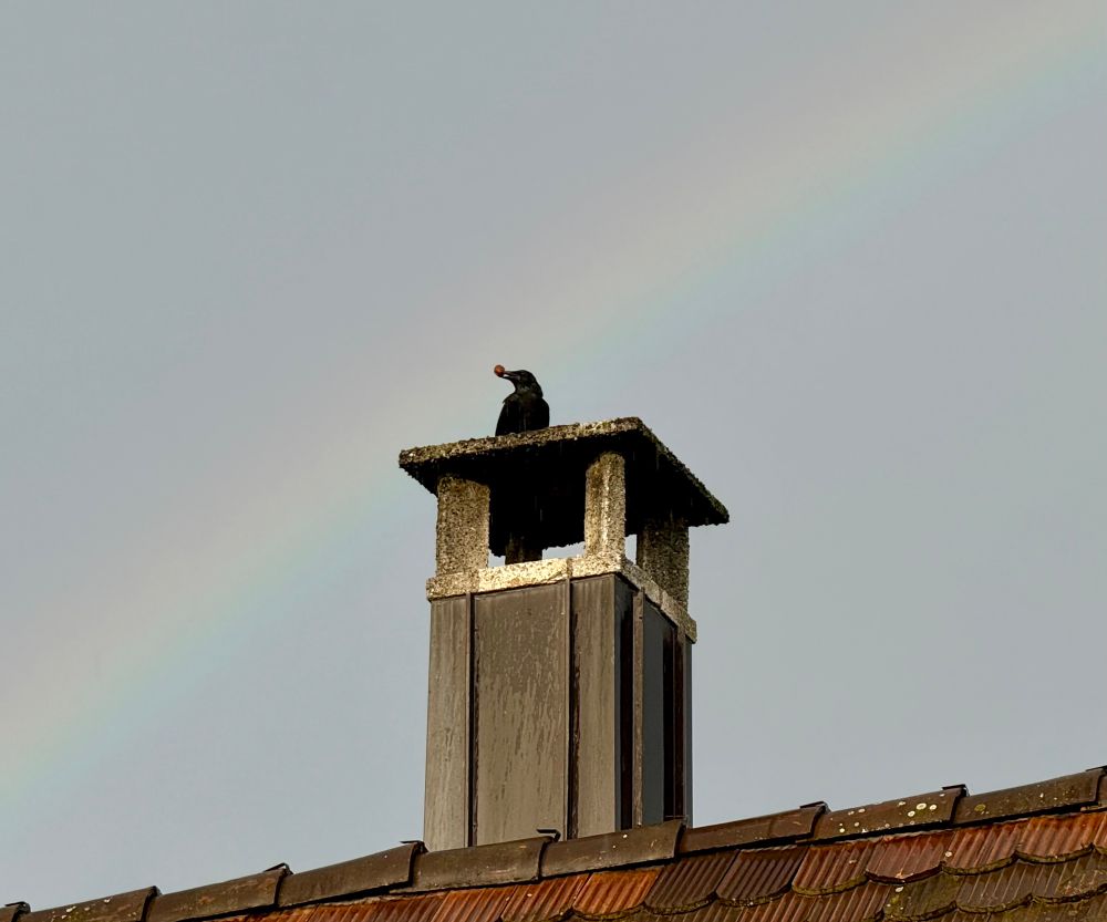 A crow sitting on a chimney and holding a nut. There's a rainbow in the background.