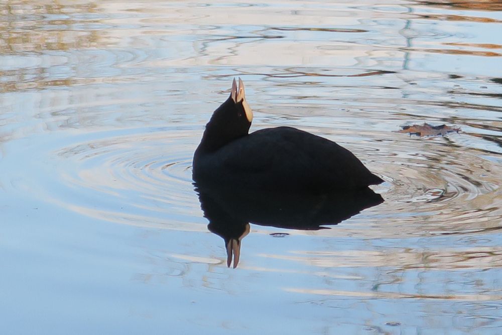 A coot reeeeeeaaaally stretching its neck. 