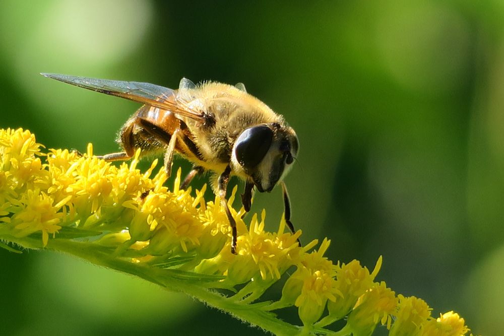 A drone fly sitting on goldenrod against a green background.