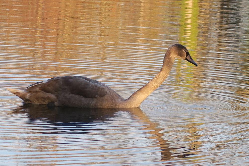 Mute swan juvenile swimming in a pond.
