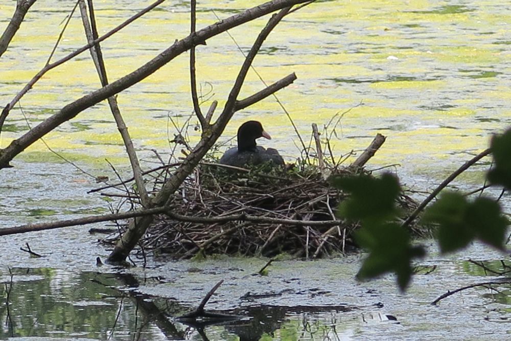 A nesting coot.