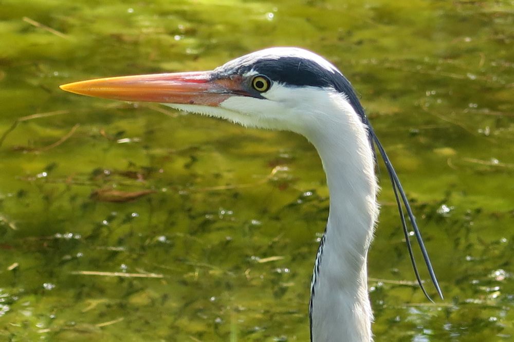 Heron closeup with a green pond in the background.