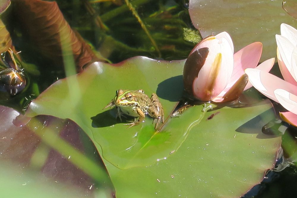 A very earnest frog sitting on a leaf in front of two water lilies.