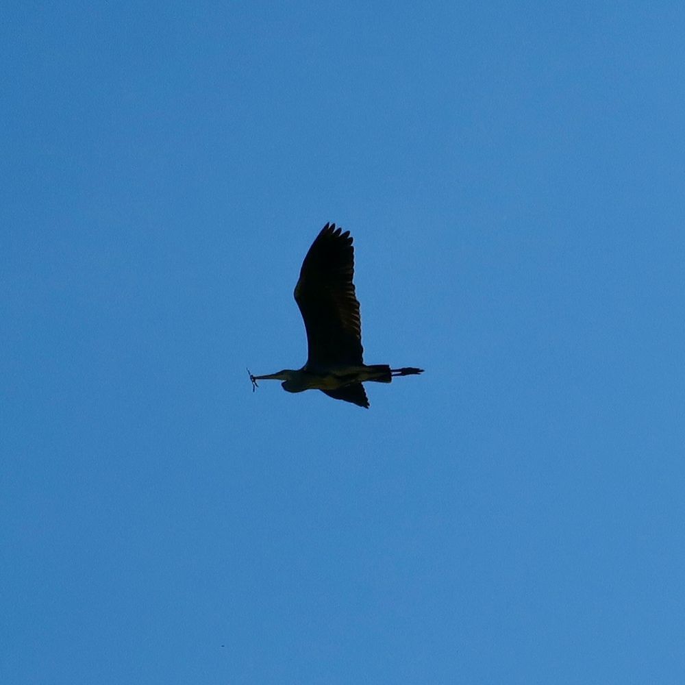 Heron carrying a twig against a bright blue sky. 