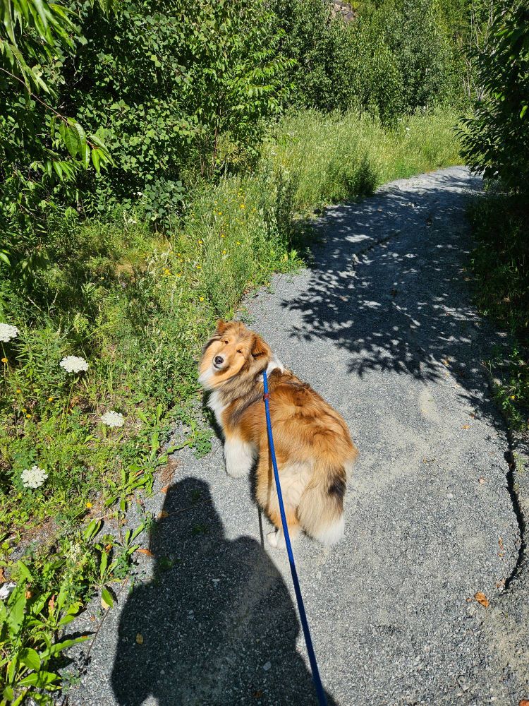 Snapshot on a gravel walking path through a bushy, tree-lined valley: a leashed brown and white Shetland Sheepdog stands, slightly turned to the camera, regarding the person with the camera, who casts a stark shadow.