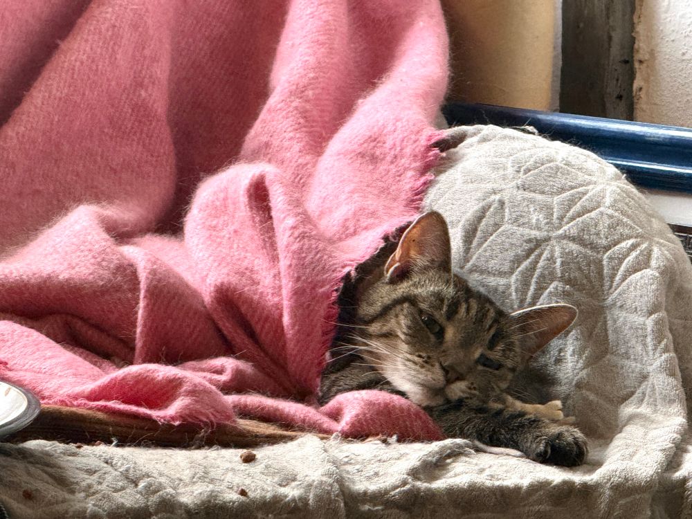 A tabby cat lies on her heat mat under a bright pink blanket. She has her chin resting on her forward stretched foreleg, and she’s awake but pretty much away with the fairies. 
