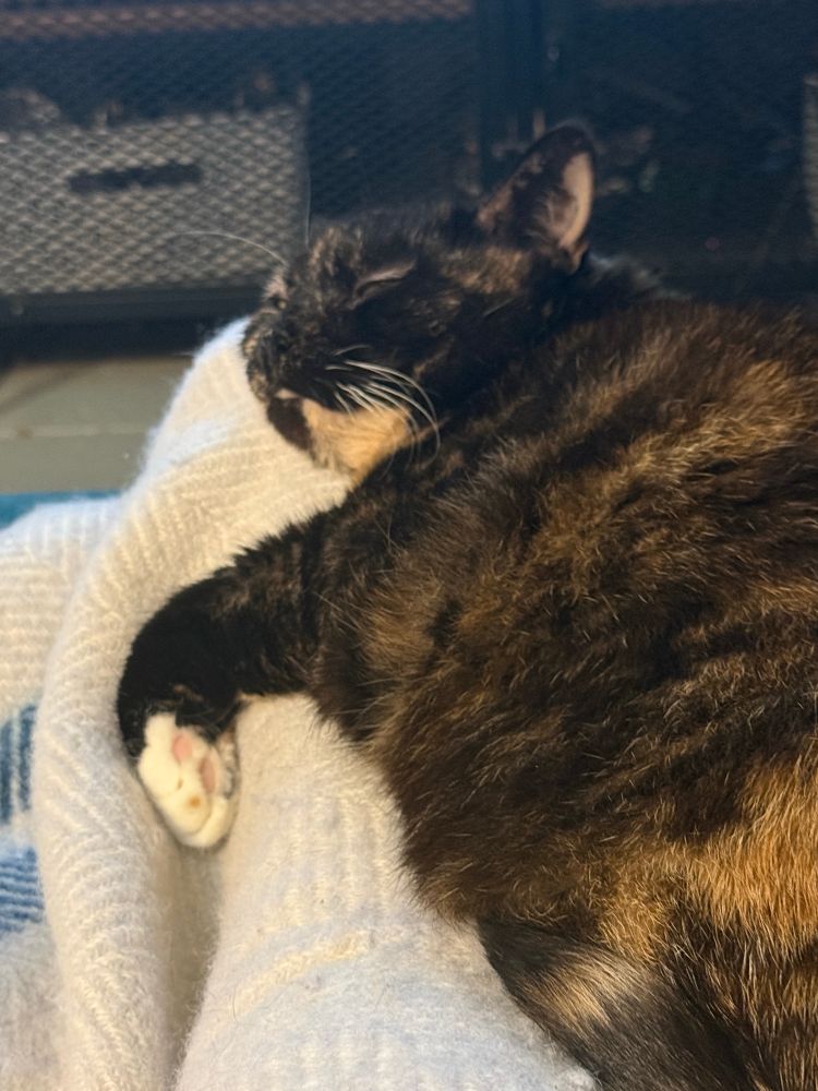 A tortie cat lies flobbed across a cream and blue blanket, using the toes under it as a cushion. 