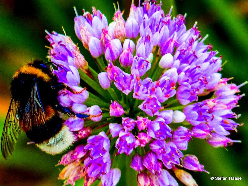  A close-up of a bee perched on a colorful flower, busy pollinating. / Eine Nahaufnahme einer Biene, die auf einer bunten Blume sitzt und fleißig bestäubt.
