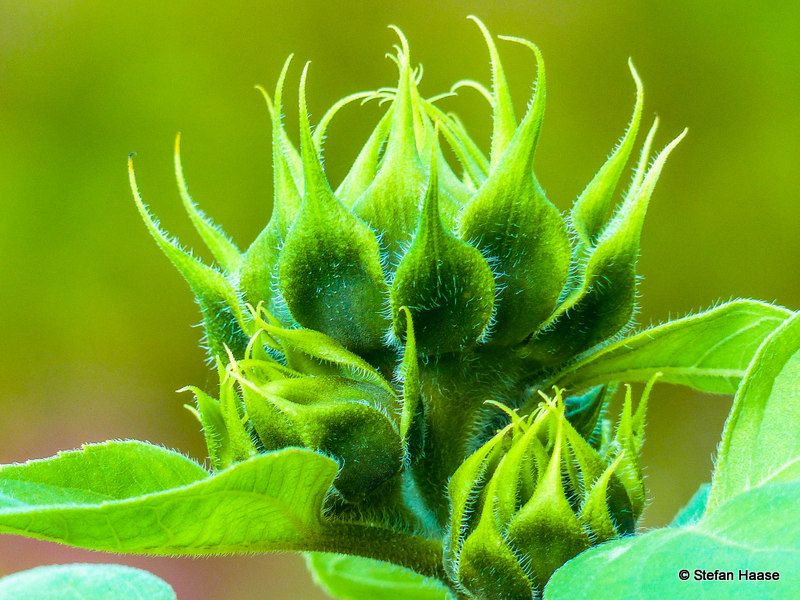 A close-up of a vibrant sunflower surrounded by lush green leaves. / Eine Nahaufnahme einer leuchtenden Sonnenblume, umgeben von üppigen grünen Blättern.