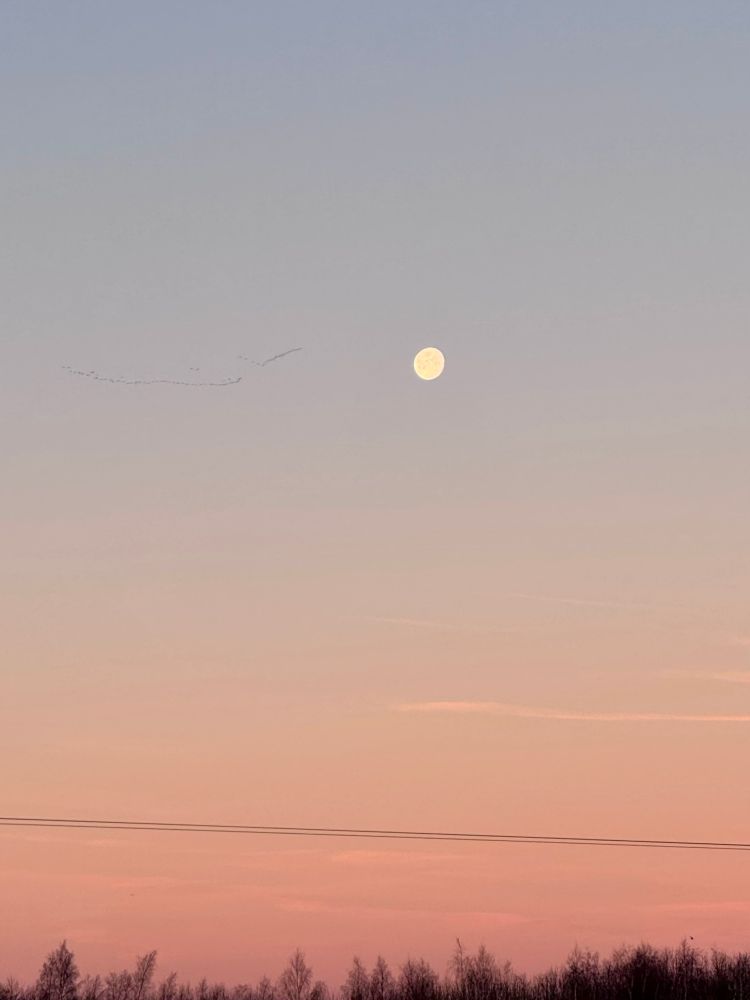 Sunrise with the moon and a flock of Pink-footed Geese with some trees below 