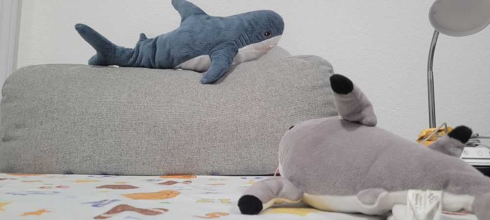 Gray shark looking up at a blahaj on top of a pillow