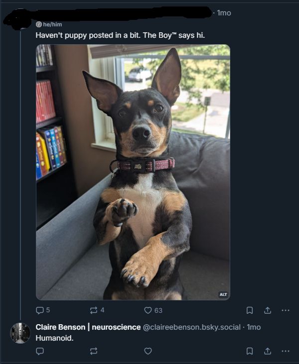 A bot replies to a picture of a dog with "humanoid"