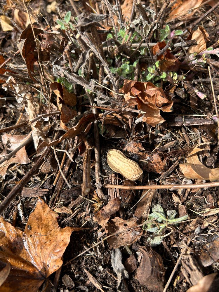 A lone peanut lays in a garden bed next to newly emerging perennials. 