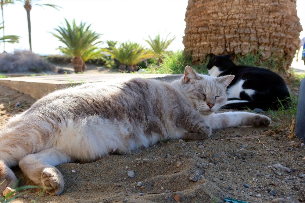 2 cats sleep in the shade of a palm tree. They look very happy and relaxed