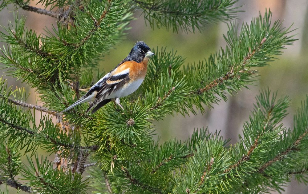 Järripeippo istuu männyn oksalla.