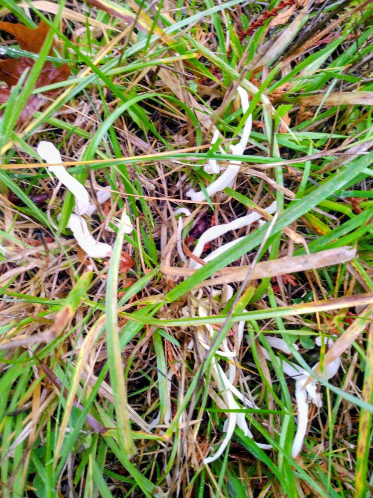 Weird white fungi. 