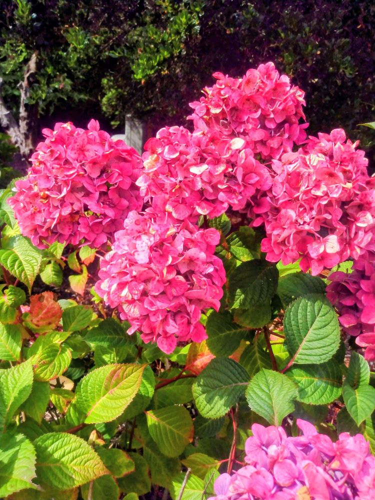 Pink hydrangea 