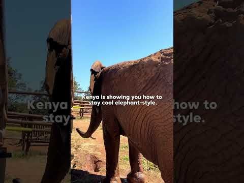 Elephant Splash Zone