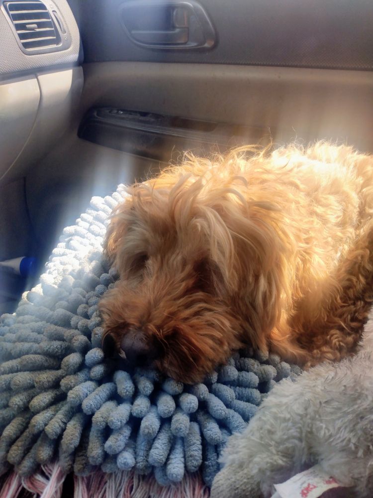 A little red cockapoo glow
