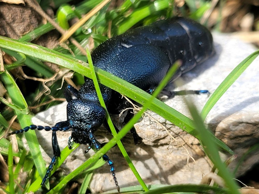 A big blackish blue beetle