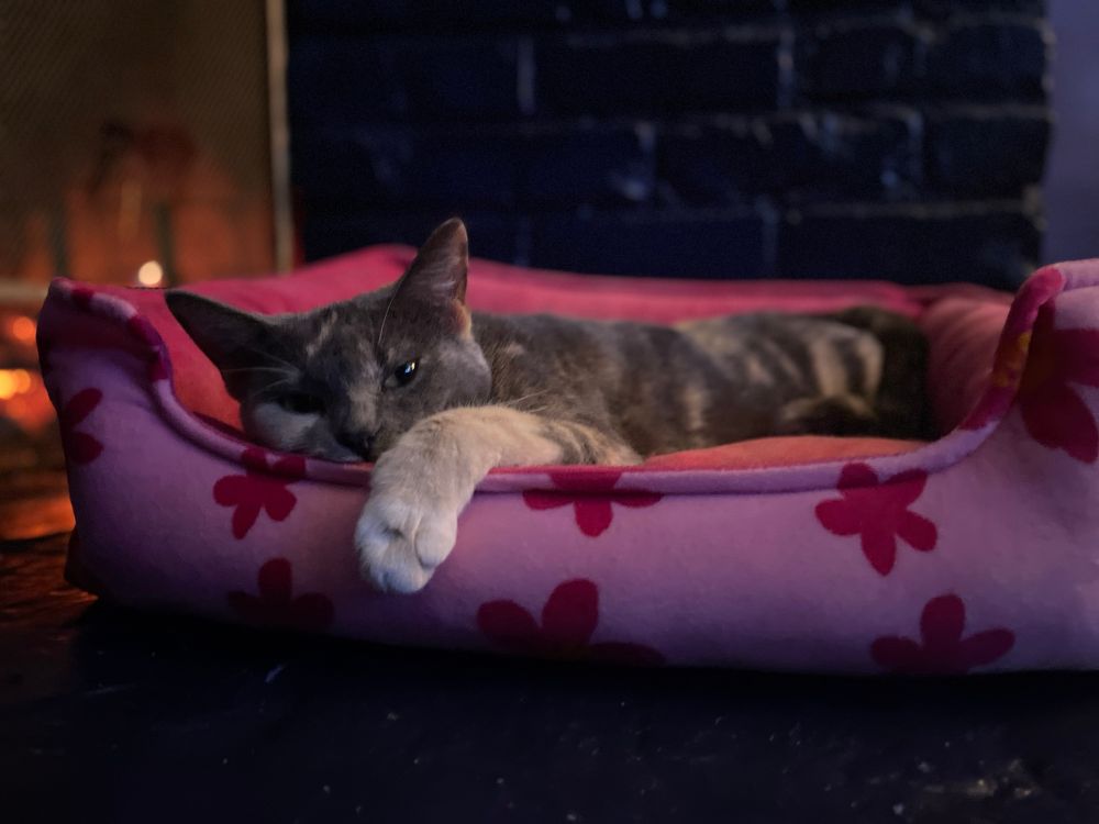 a dilute calico cat spread out on a cartoonish pink floral cat bed, her ginger paw dangling over the side. the bed rests on a dark blue brick fireplace, with the fire visible to the left on the kitty. 