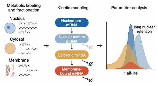 Graphical abstract of the paper. 