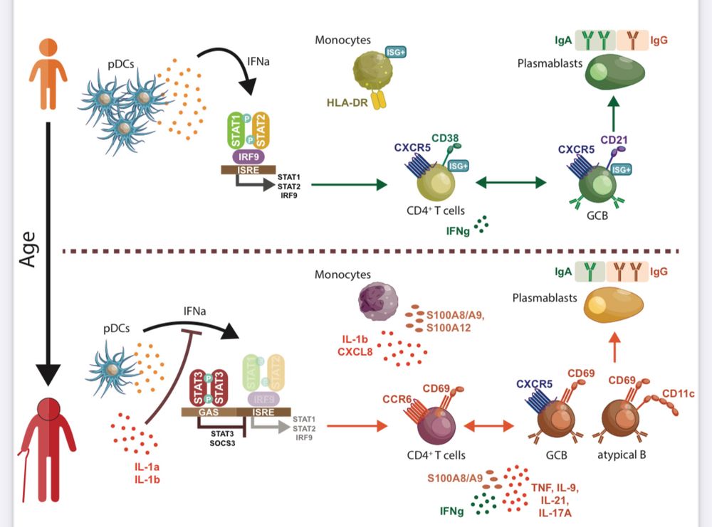 A scheme that describes the changes in immune response with age.