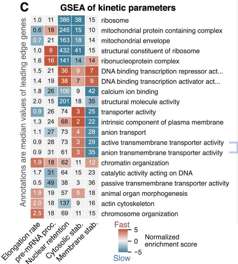 GSEA of kinetic parameters.