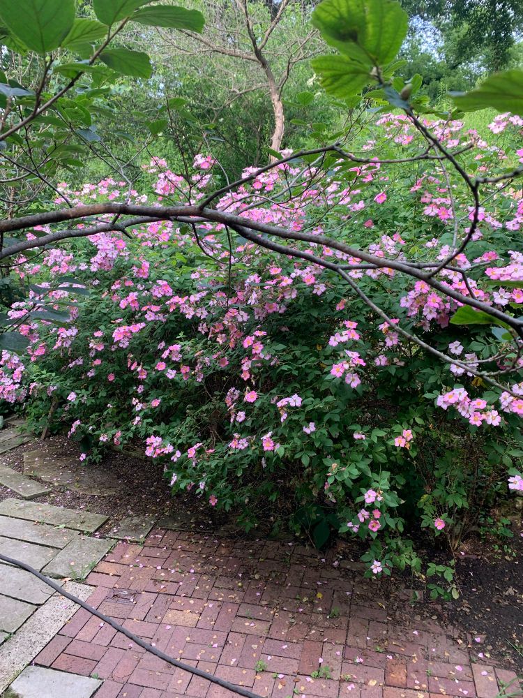 native rose species Rosa illinoisensis, brick walkway in foreground 
