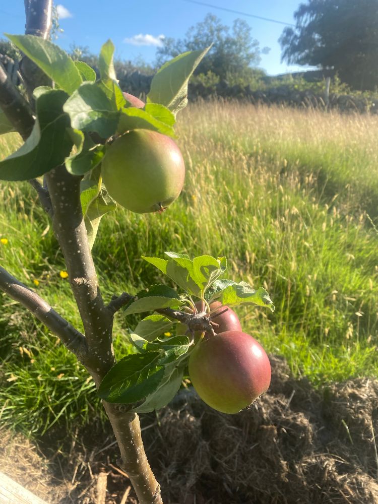Young apple tree with 3 apples visible, in the foreground the small growing apple is red and reflecting the sun with green on the side. Grass out of focus on the background 