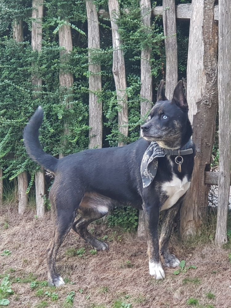 Large husky-cross dog standing on sloping ground by a post-and-wire fence, watching with great alertness as neighbours (out of shot) load their car. How dare they.